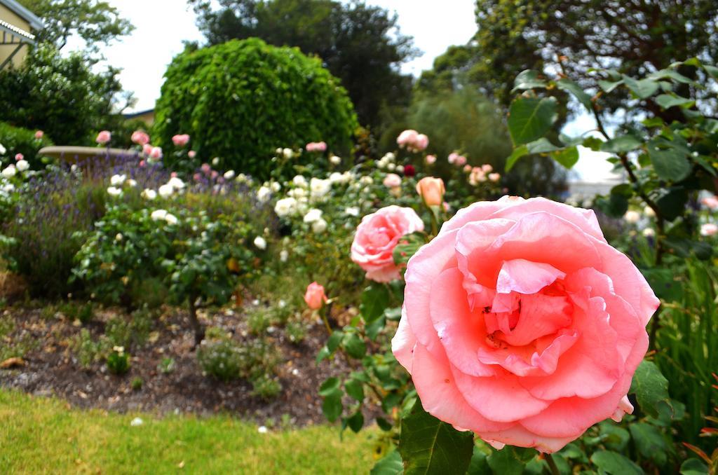 Dunmoylen House Bed and Breakfast Όλμπανι Δωμάτιο φωτογραφία